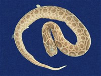 藏品(鎖蛇)的圖片